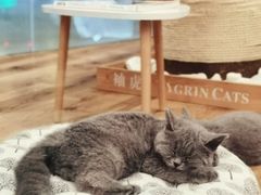 -袖虎·猫馆(体育西路店)