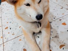 -柴务处·柴犬主题狗咖