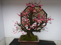 -香雪海