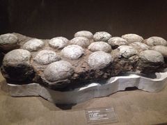 iphone_upload_pic-自贡恐龙博物馆