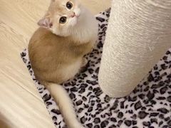 -东方名猫馆·英短金渐层布偶猫舍(环线广场1号楼店)