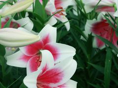 -长春公园(普阳街道)