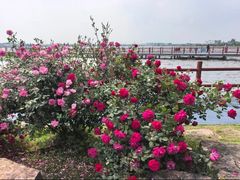 -鹅湖玫瑰文化园