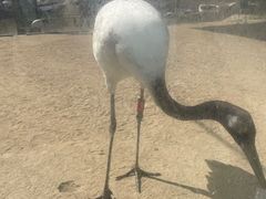 -盐城丹顶鹤湿地生态旅游区