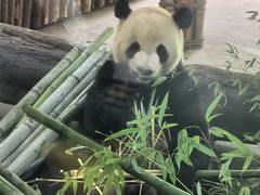 -云南野生动物园