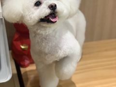 -佐罗家宠物馆·猫文化馆(紫霞路店)