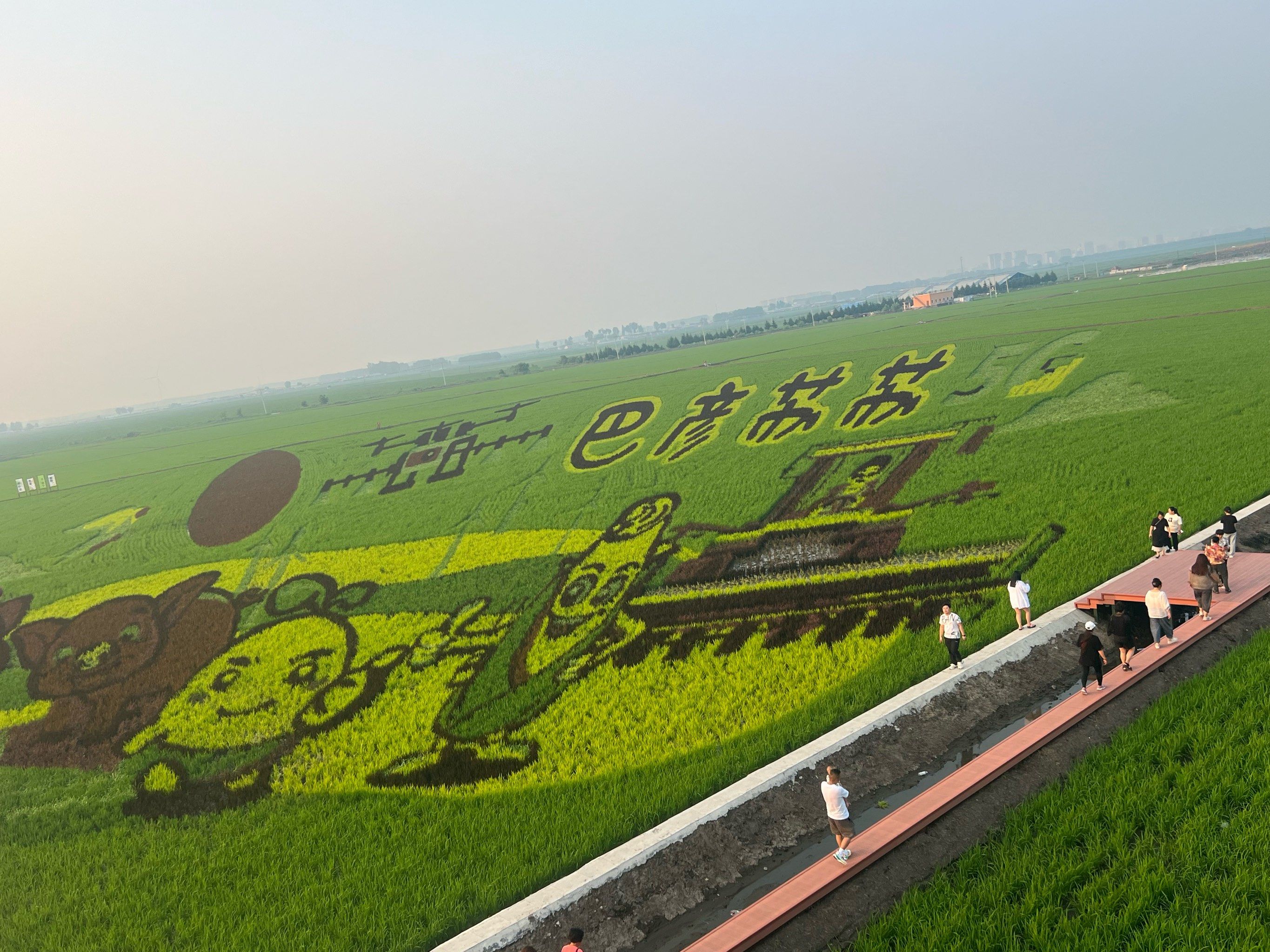天天领红包今日份风景分享 美丽的稻田画