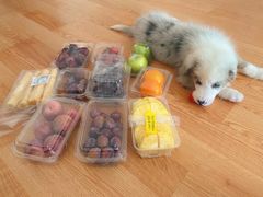 -翊宠yipet猫狗购宠庄园犬舍•猫舍