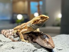 -帕帕拉兹宠物(亚洲旗舰店)