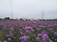 -紫颐香薰山谷景区