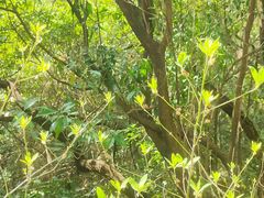 -广州白江湖森林公园