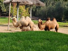 -北京野生动物园