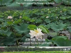 -荷塘月色湿地公园·向阳花洲