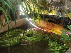 -马帮菜馆·美味野生菌