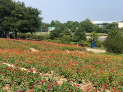 -西京湾花海
