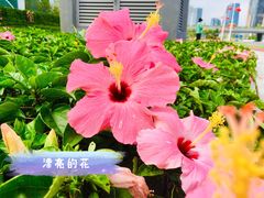 -横琴购口岸商业广场