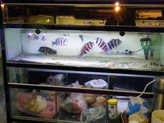 -大自然花鸟鱼虫市场