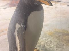 -海合安武汉极地海洋公园