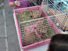 -华声天桥民俗文化园
