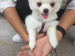 -爱诺耐芙动物医院(万博店)