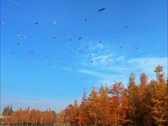 -三圣花乡旅游区