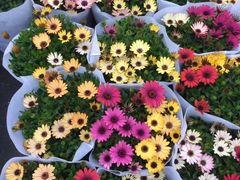 -双季花艺园艺市场(浦东店)