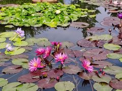 -莲花池公园