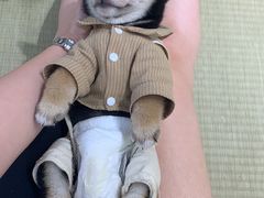 -逗柴咖啡屋·狗咖猫咖宠物桌游