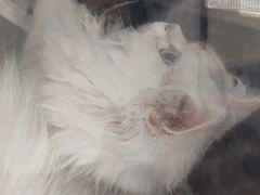-安安宠医宠物医院·异宠·犬猫内科(岳阳分院)