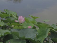 -白洋淀景区