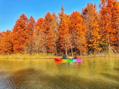 -上海海湾国家森林公园