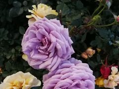 -人民公园(罗湖区)