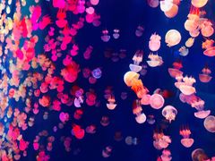 -成都浩海立方海洋公园