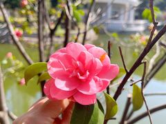 -华雅花园大酒店