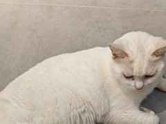 -琪喵猫屋·撸猫猫咖·猫舍