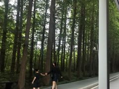 -日照海滨国家森林公园