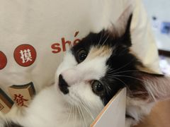 -宠爱国际动物医院·疑难骨科·心肾内科·皮肤科(太阳宫店)