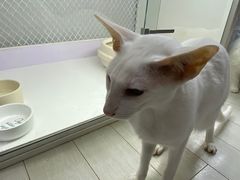 -喵的天空名猫咖啡馆·撸猫·猫舍·用品