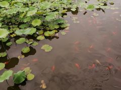 -龙头寺公园