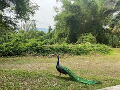-中国科学院西双版纳热带植物园