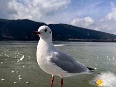 -海埂大坝
