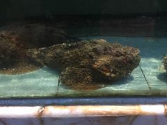 -榕树下海鲜馆(坪山路店)