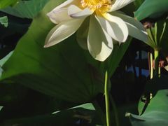 -后襄河公园