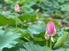 -洪湖生态旅游区