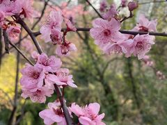 -重庆彩云湖湿地公园