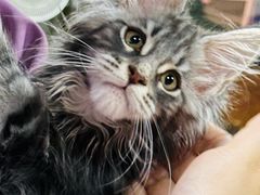 -70cat德文卷毛猫·缅因猫纯种猫舍