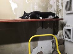 -猫咪博物馆(顶澳仔猫街店)