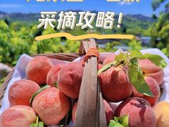 -桃源山庄·水蜜桃采摘·柴火鸡·烧烤团建(龙泉山店)