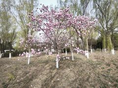 -大兴滨河森林公园