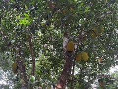 -中国科学院西双版纳热带植物园